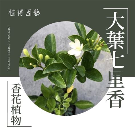 橘子葉子形狀|橘子(橘（芸香科植物）):物種學史,形態特徵,品種類型,個體類型,關。